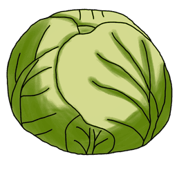 der Weißkohl