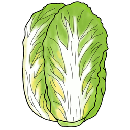 chinese cabbage