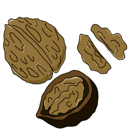 walnut